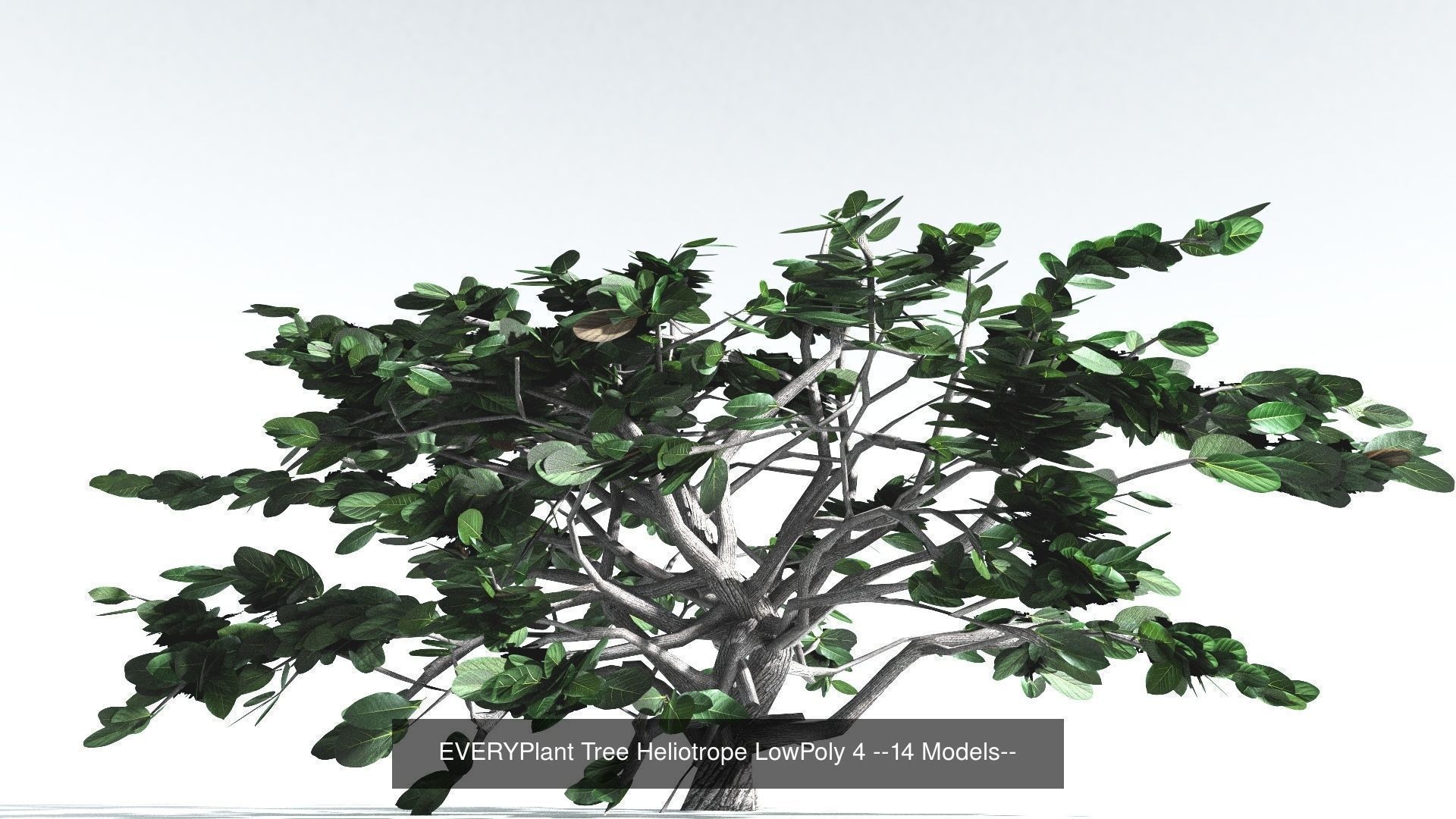 EVERYPlant Tree Heliotrope LowPoly Bundle --56 Models-- 3D Model Collection_4