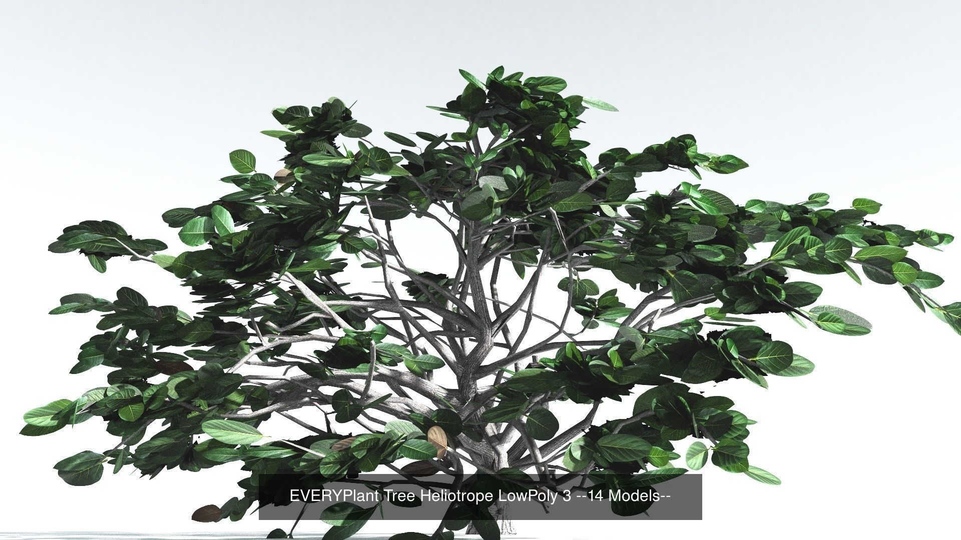 EVERYPlant Tree Heliotrope LowPoly Bundle --56 Models-- 3D Model Collection_3