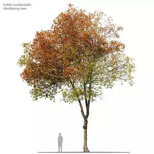 Autumn hackberry tree 3D model