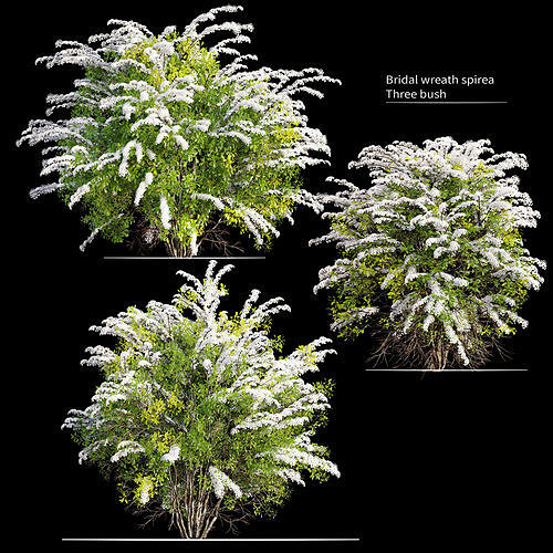 Bridal wreath spirea 3D model