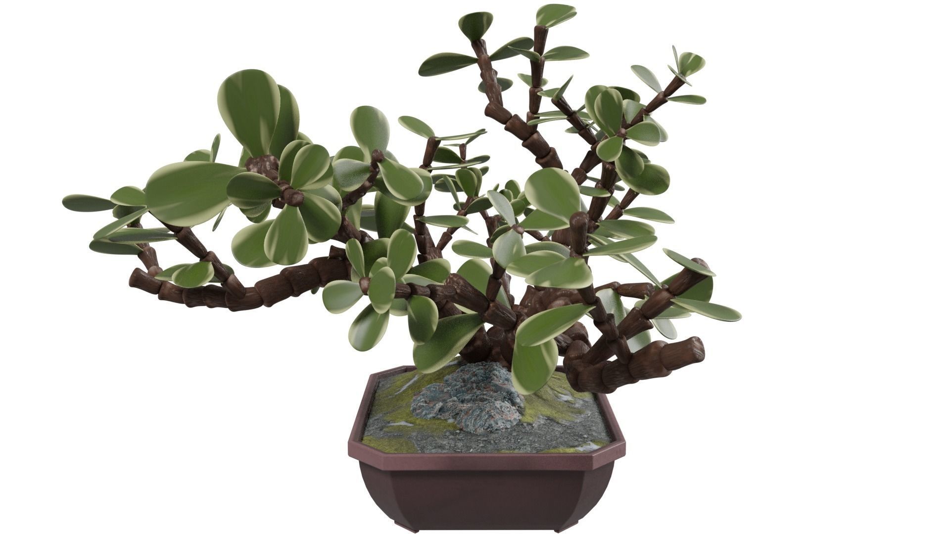 Bonsai Tree 3D model_7