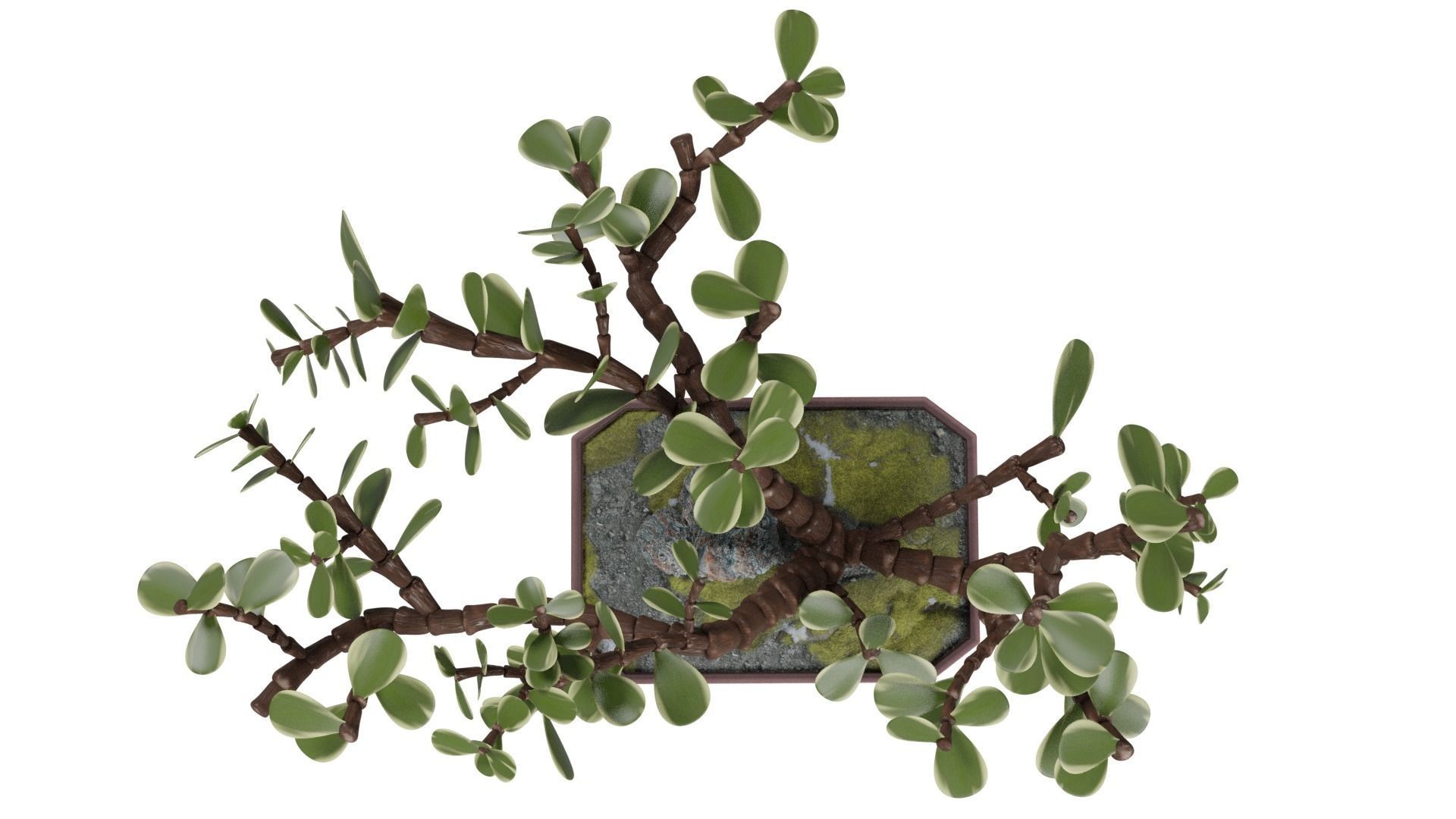 Bonsai Tree 3D model_8