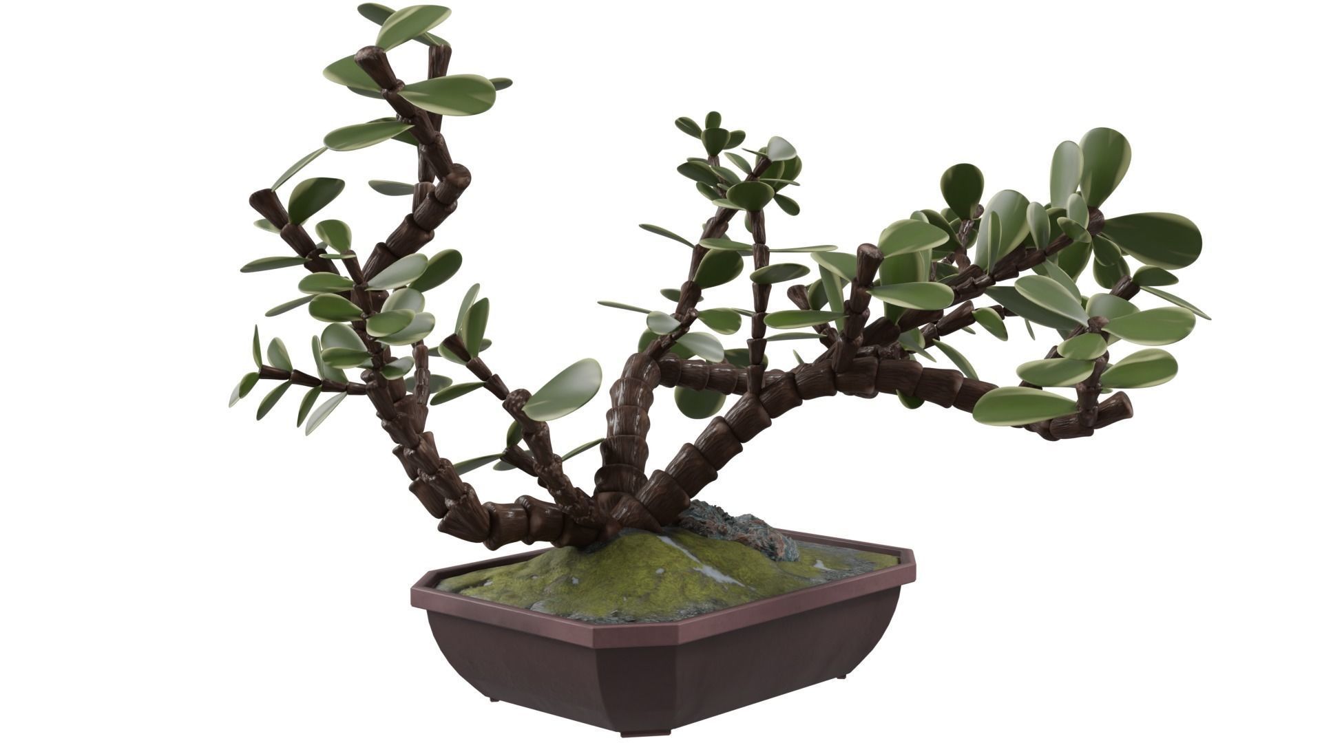 Bonsai Tree 3D model_4