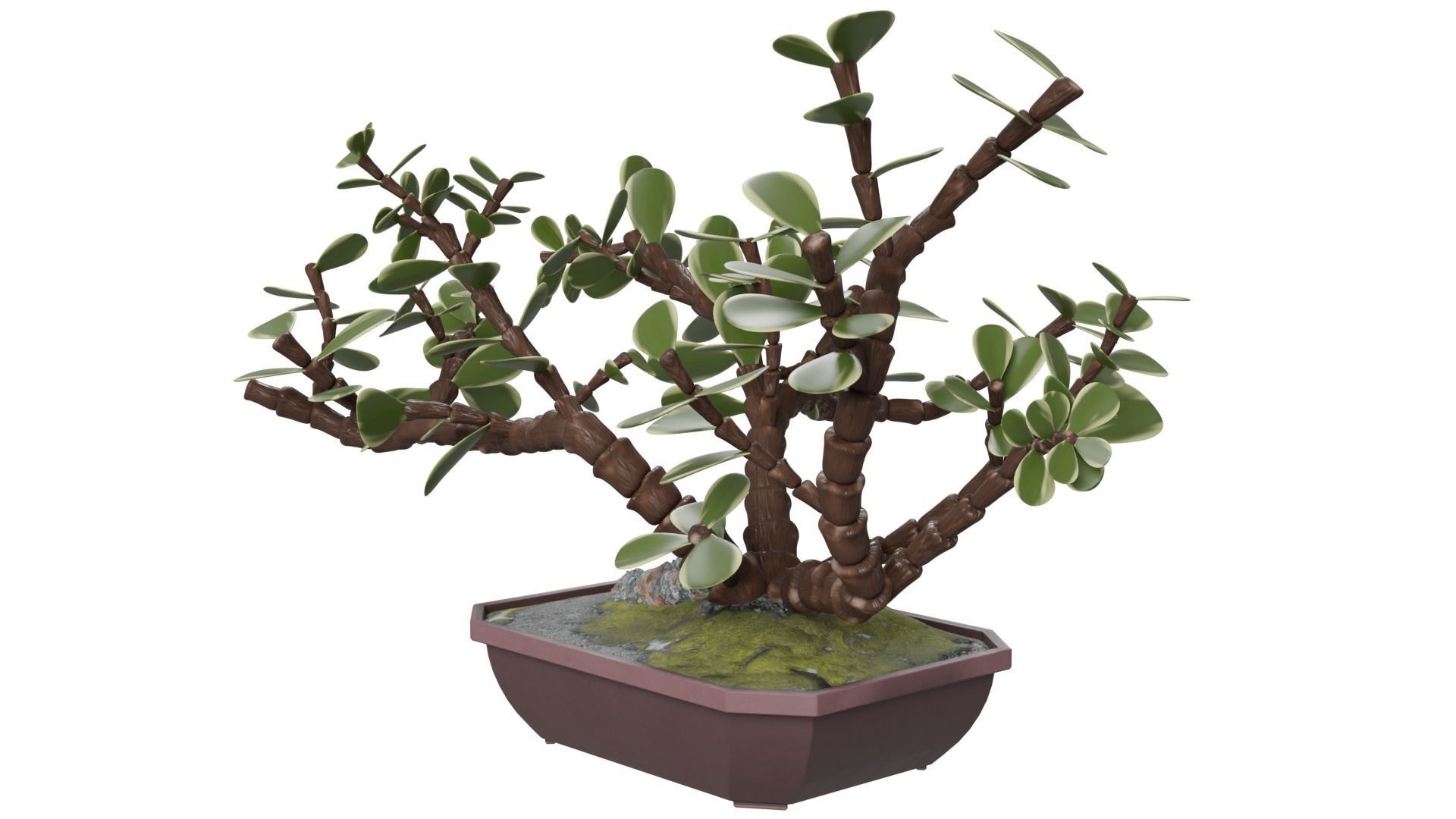Bonsai Tree 3D model_2