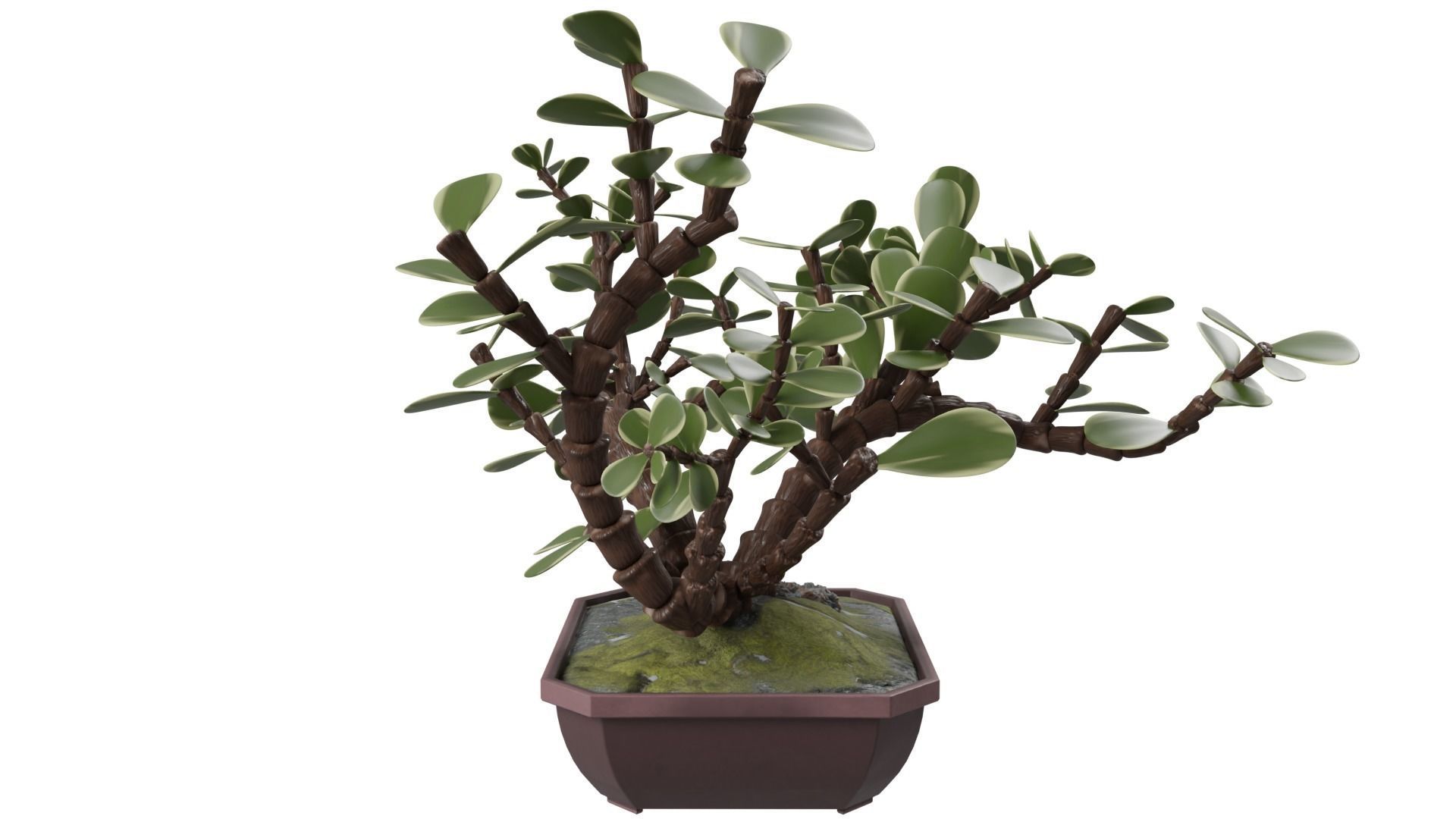Bonsai Tree 3D model_3