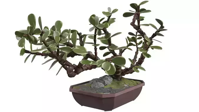 Bonsai Tree
