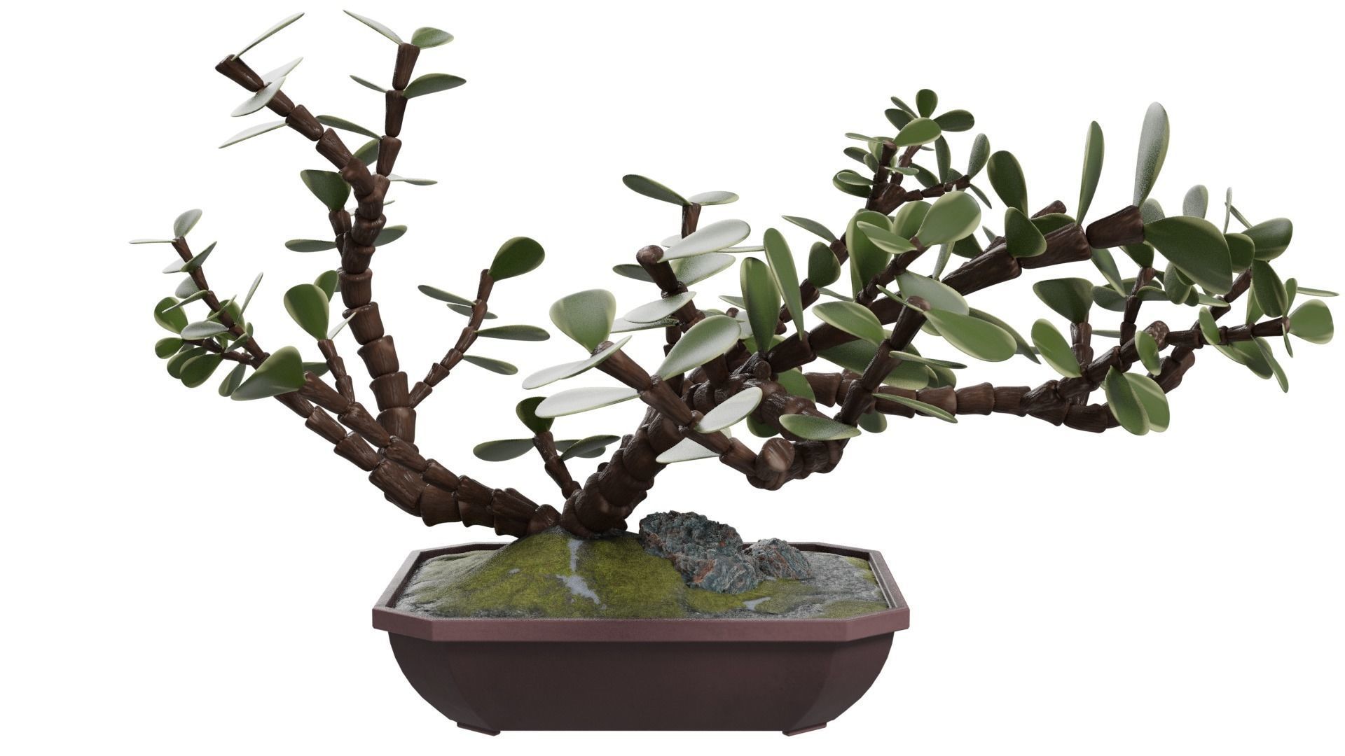 Bonsai Tree 3D model_5