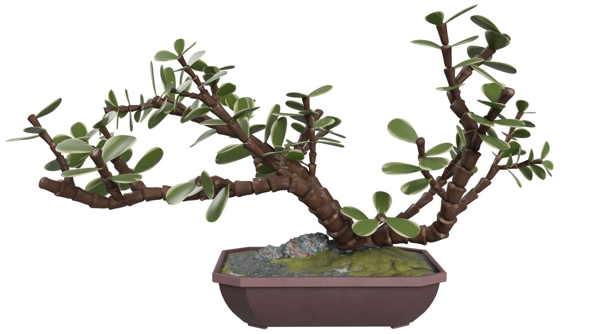 Bonsai Tree 3D model_1