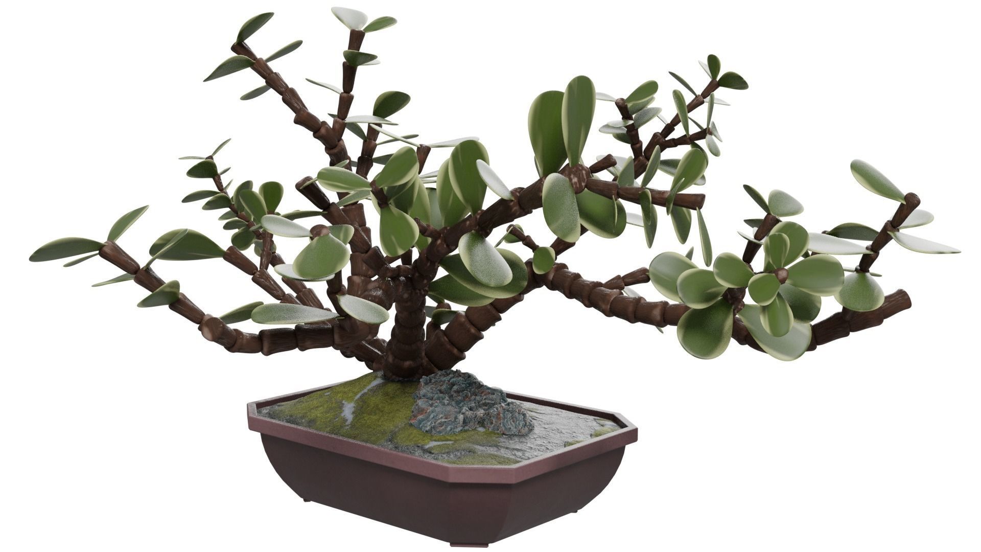 Bonsai Tree 3D model_6