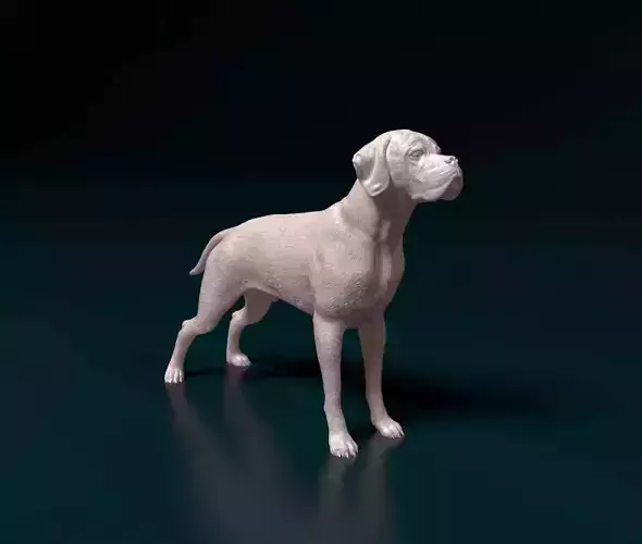 Portuguese Pointer