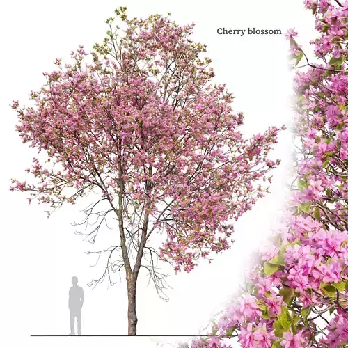 Cherry blossom