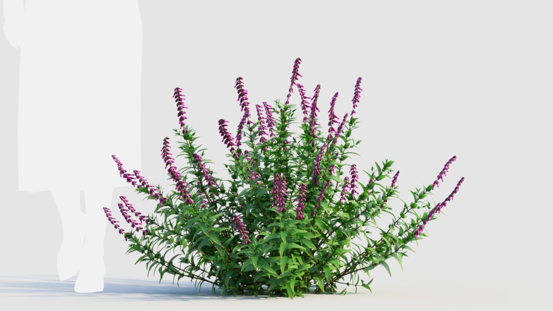 Salvia leucantha b 3D model_5