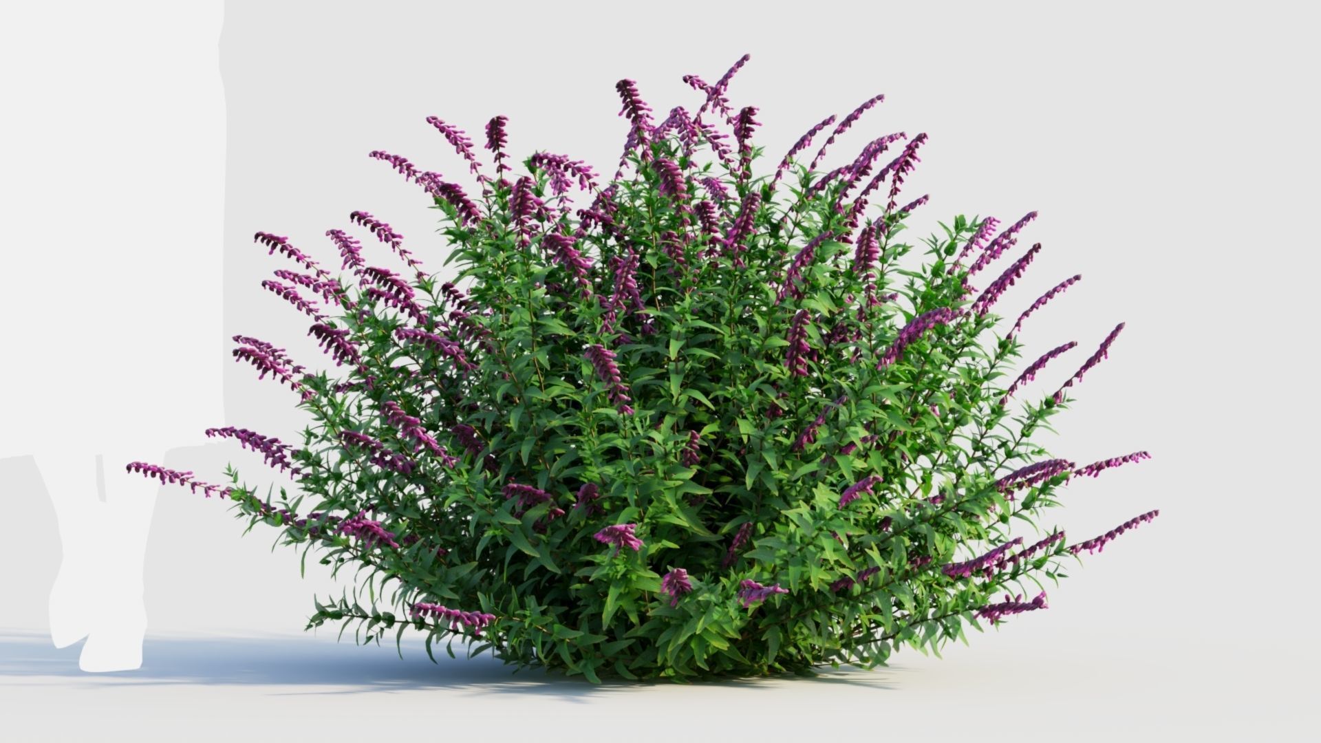 Salvia leucantha b 3D model_7
