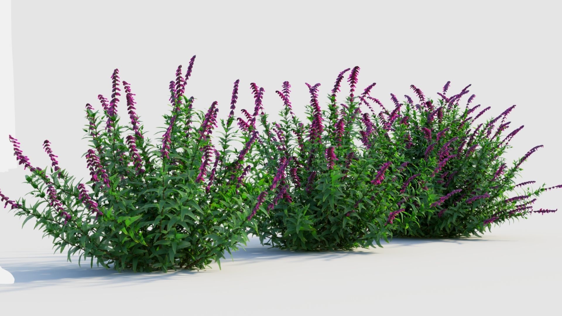 Salvia leucantha b 3D model_3