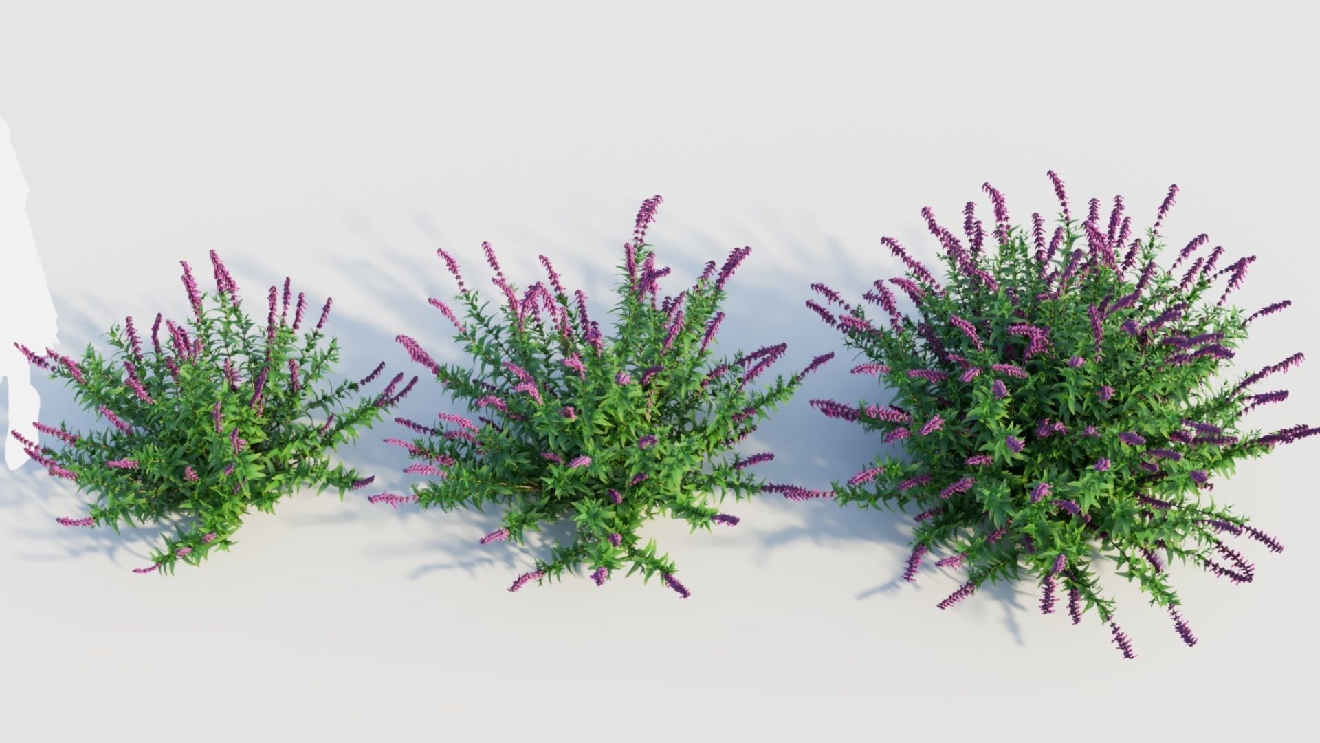 Salvia leucantha b 3D model_2