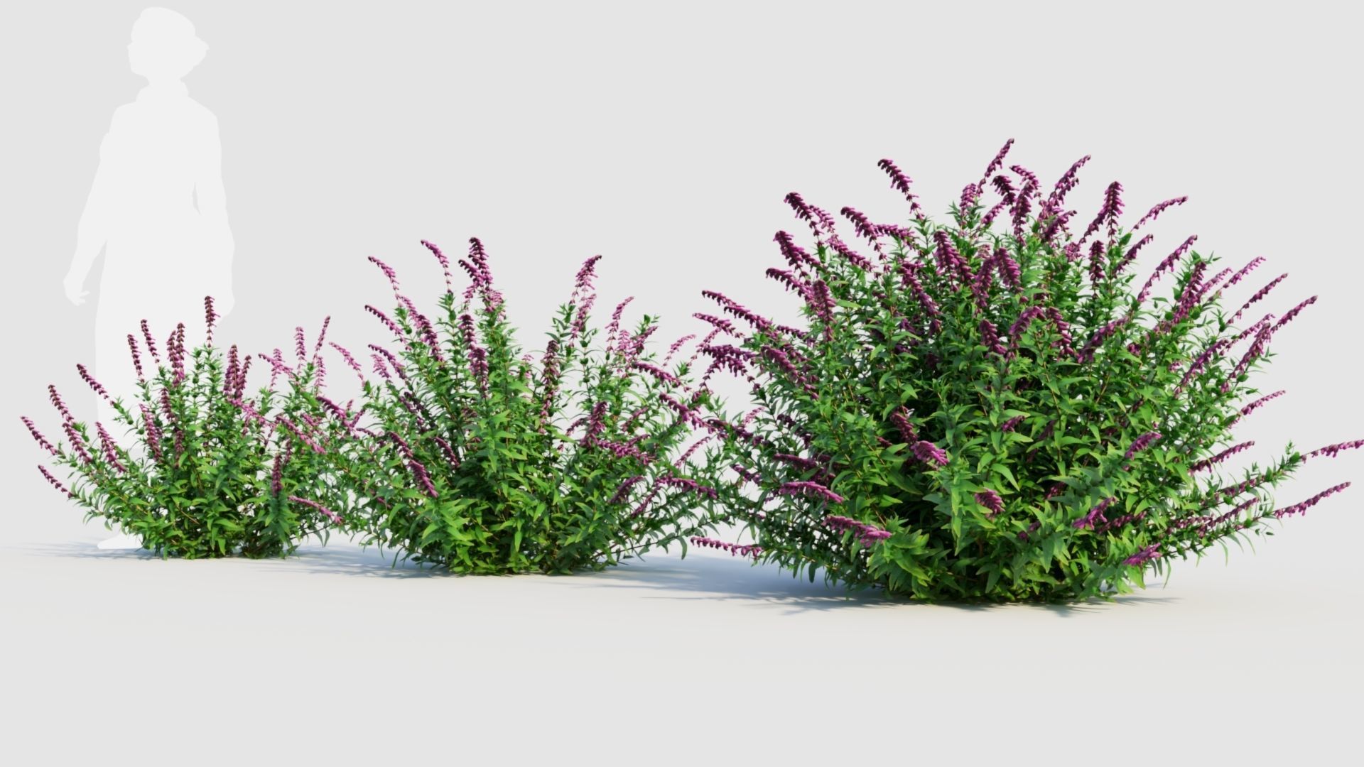 Salvia leucantha b 3D model_1