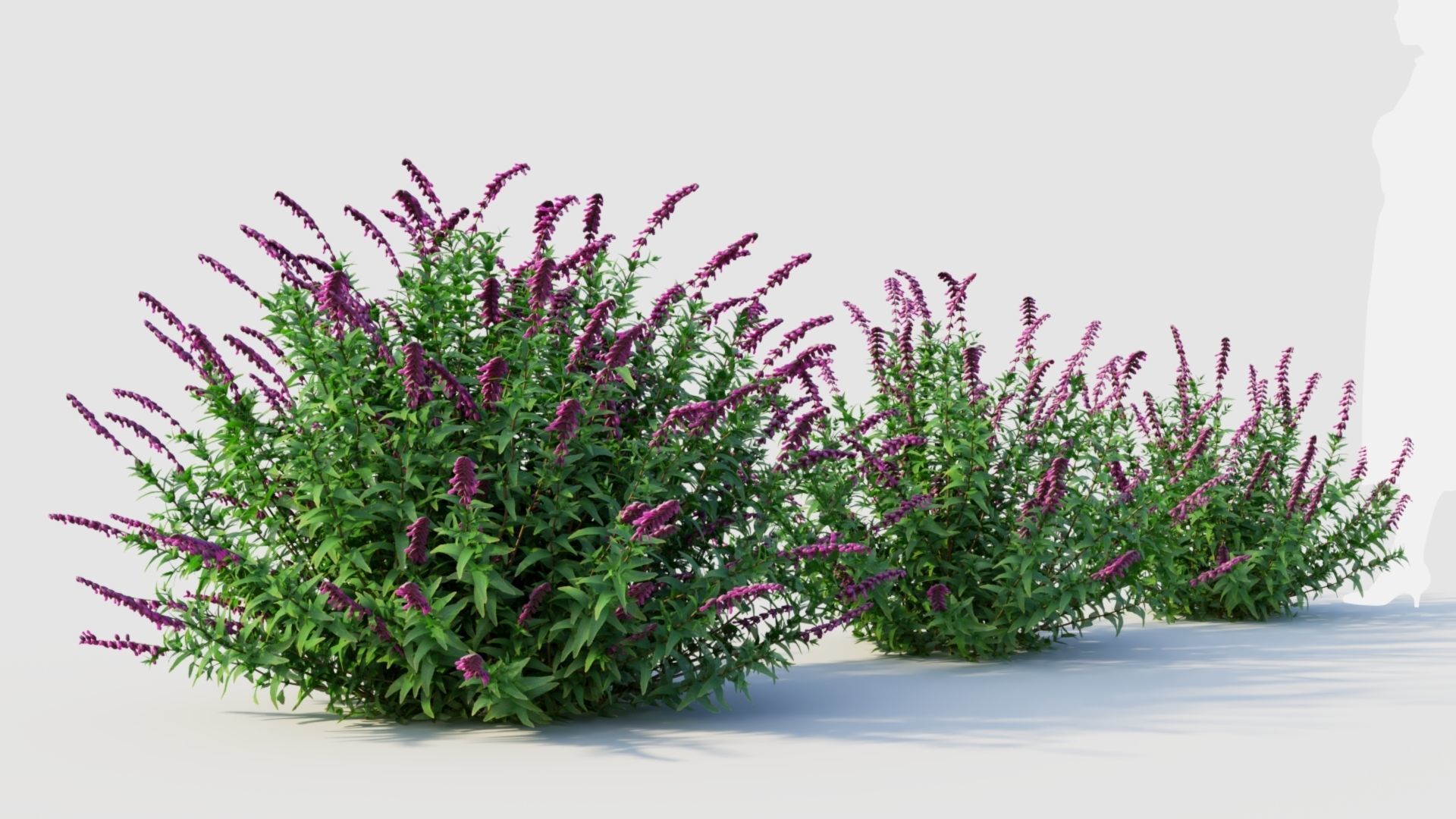 Salvia leucantha b 3D model_4