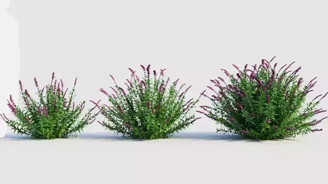 Salvia leucantha b 3D model