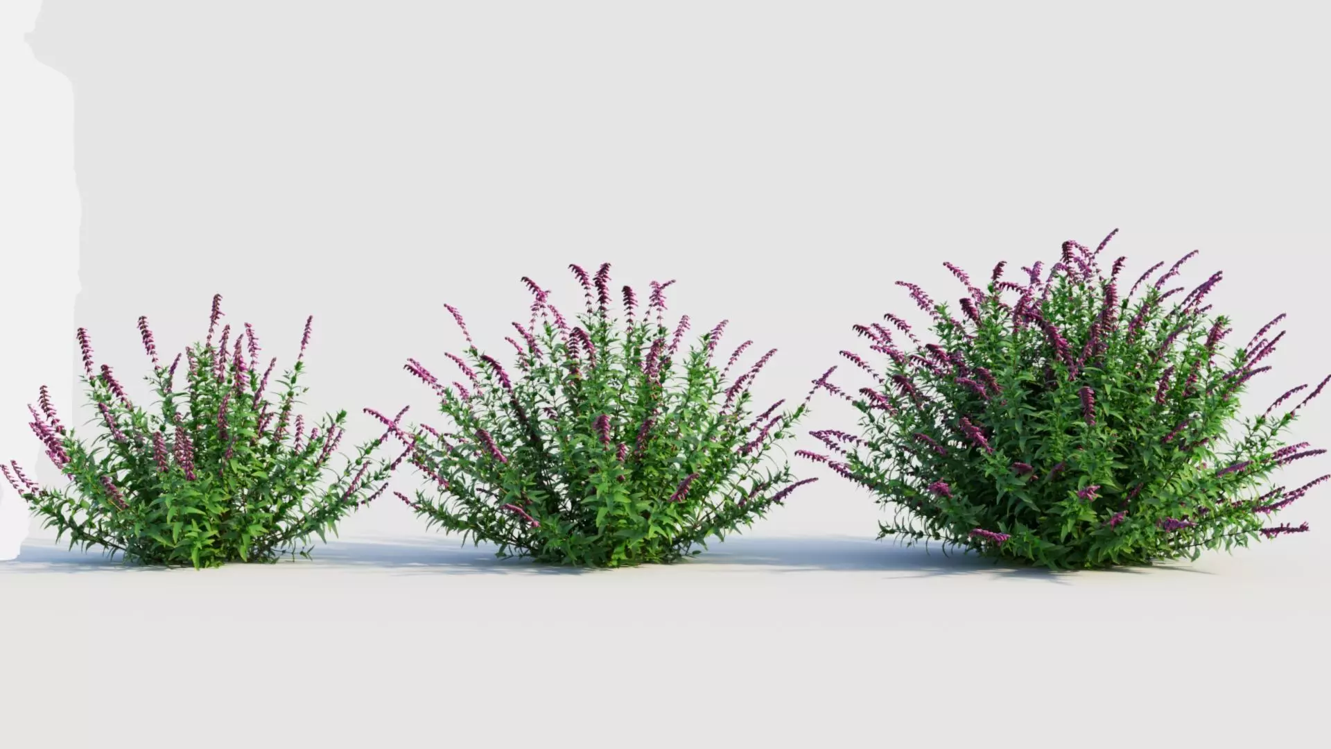 Salvia leucantha b 3D model_0