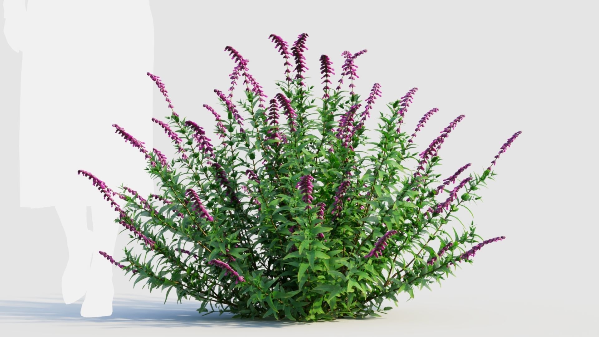 Salvia leucantha b 3D model_6