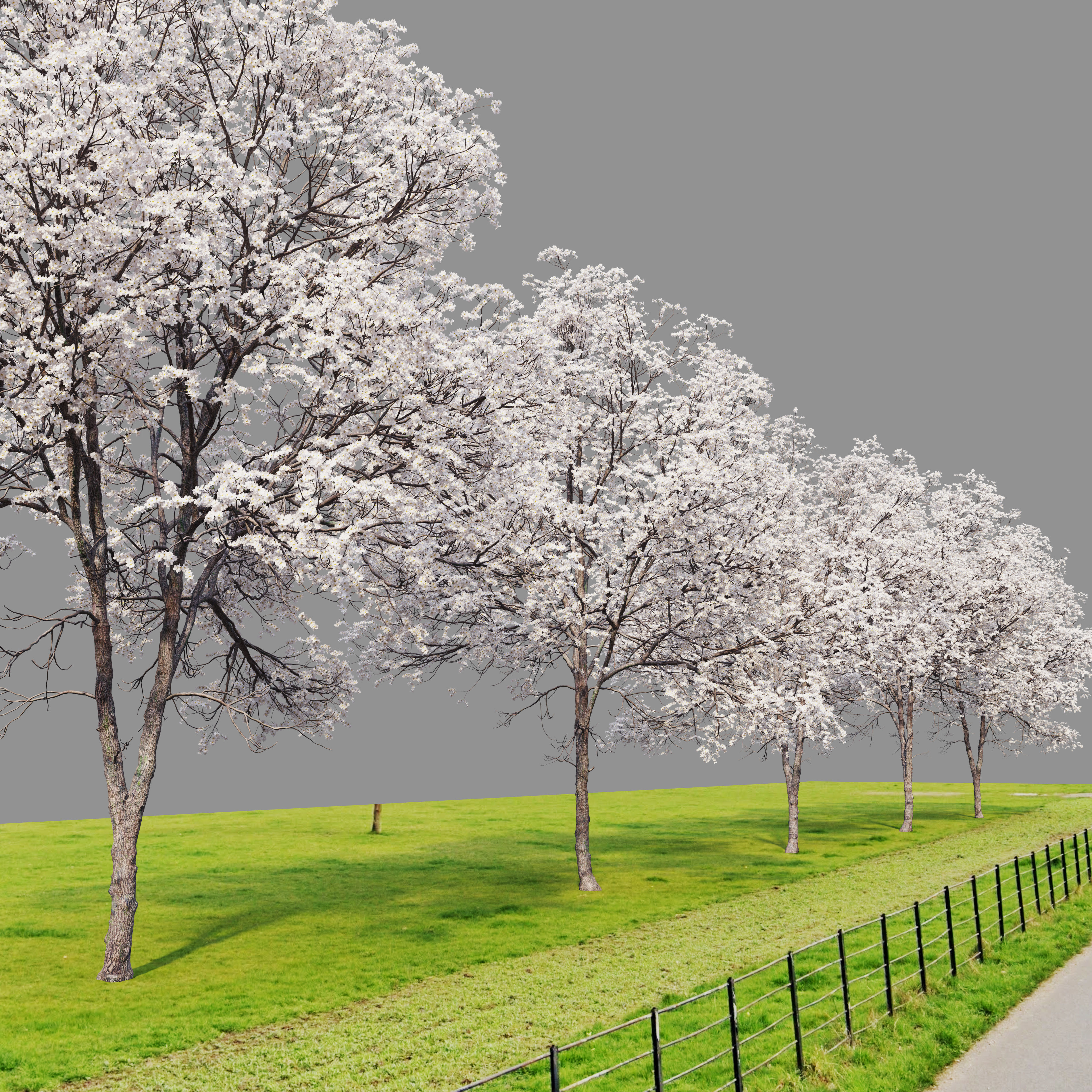 Prunus serotina 3D model_4