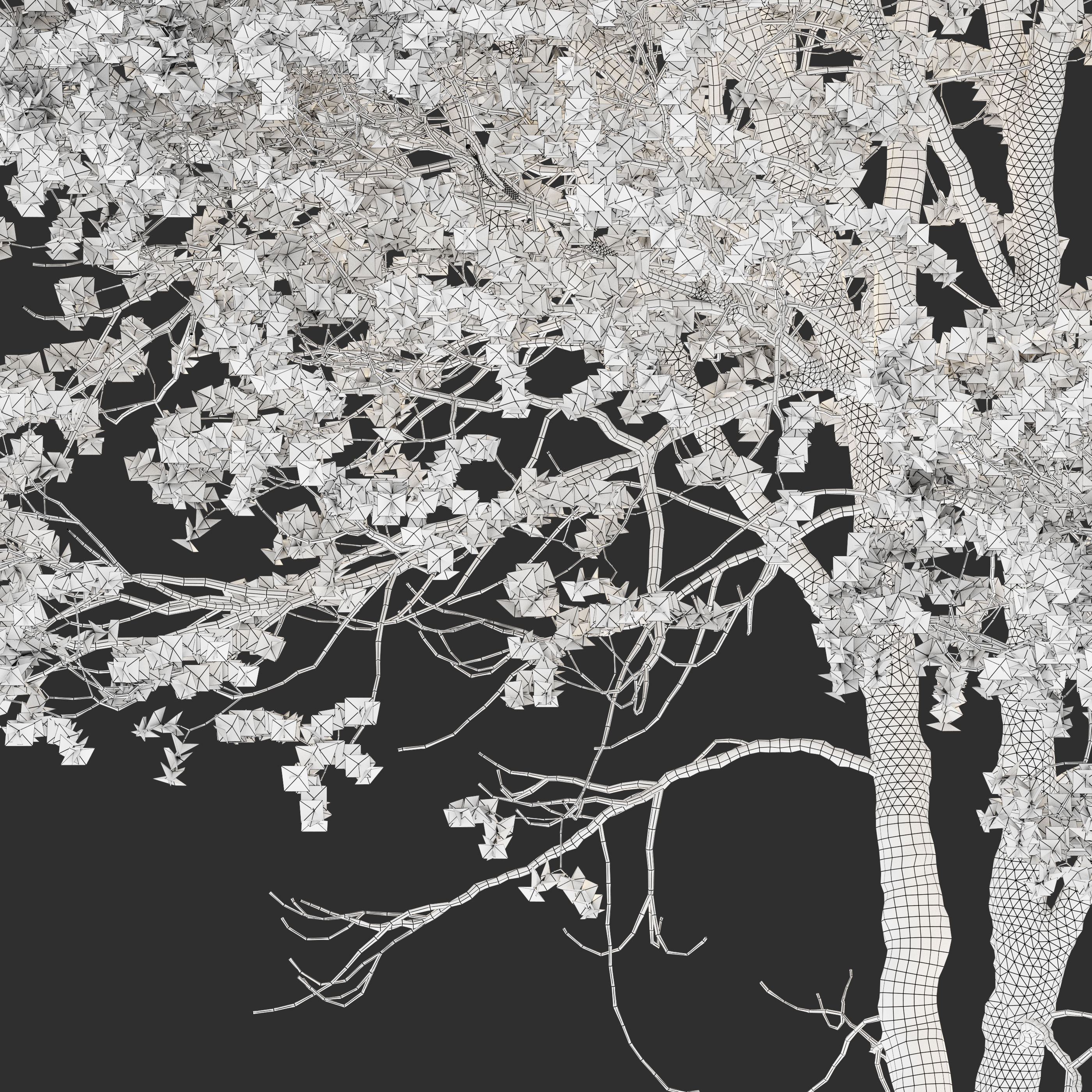 Prunus serotina 3D model_5