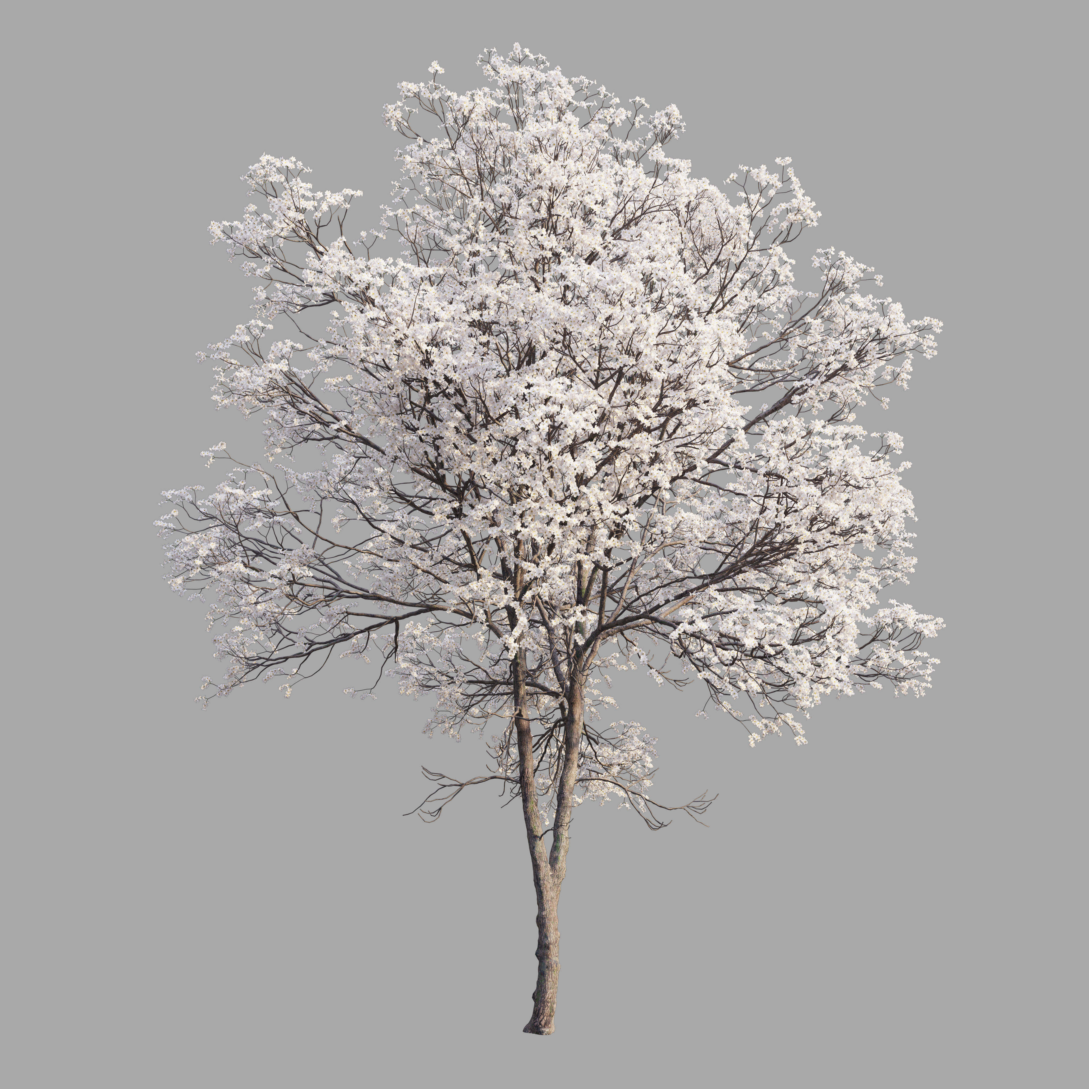 Prunus serotina 3D model_3