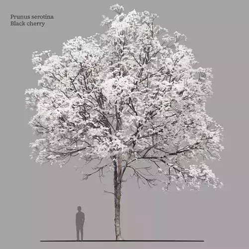 Prunus serotina