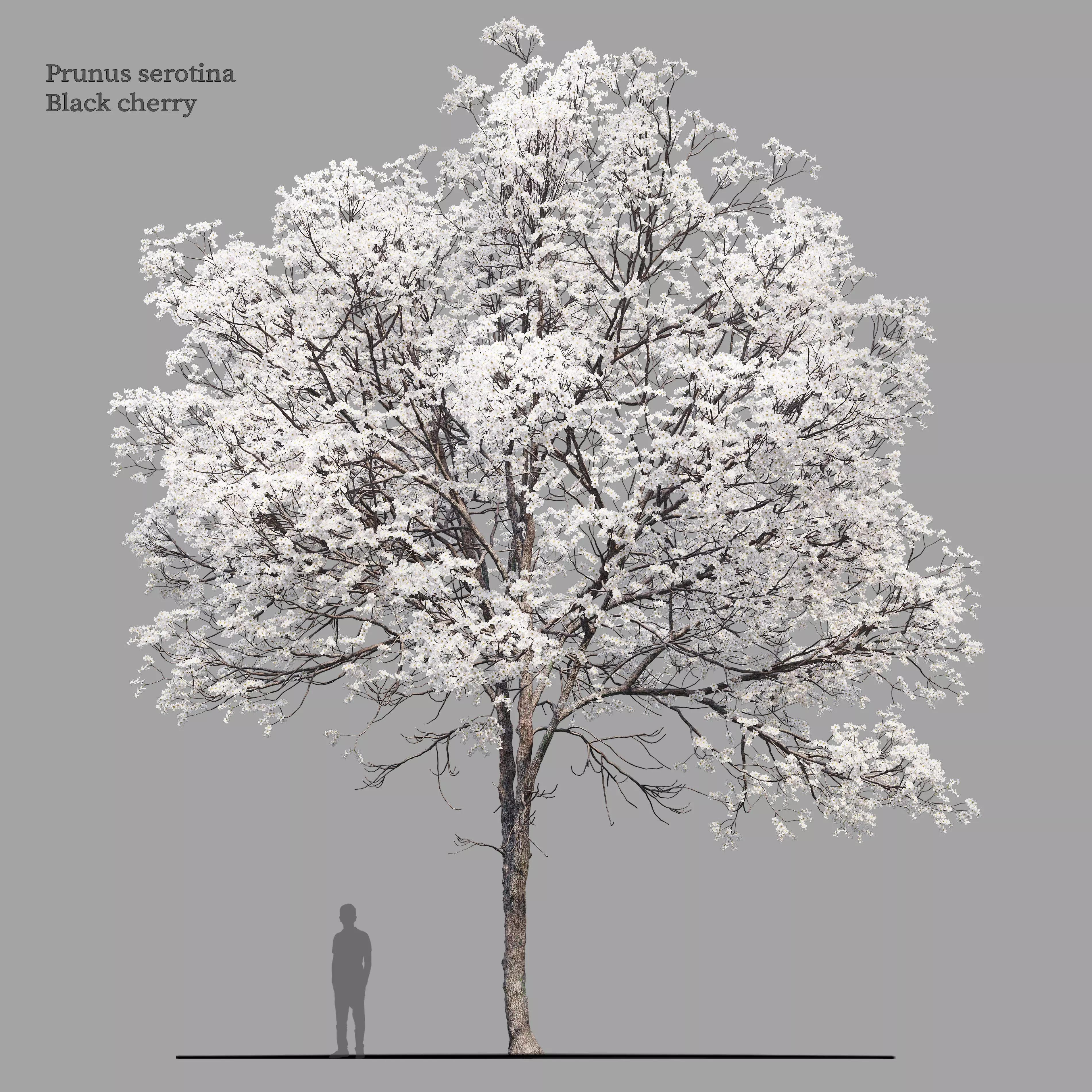 Prunus serotina 3D model_0