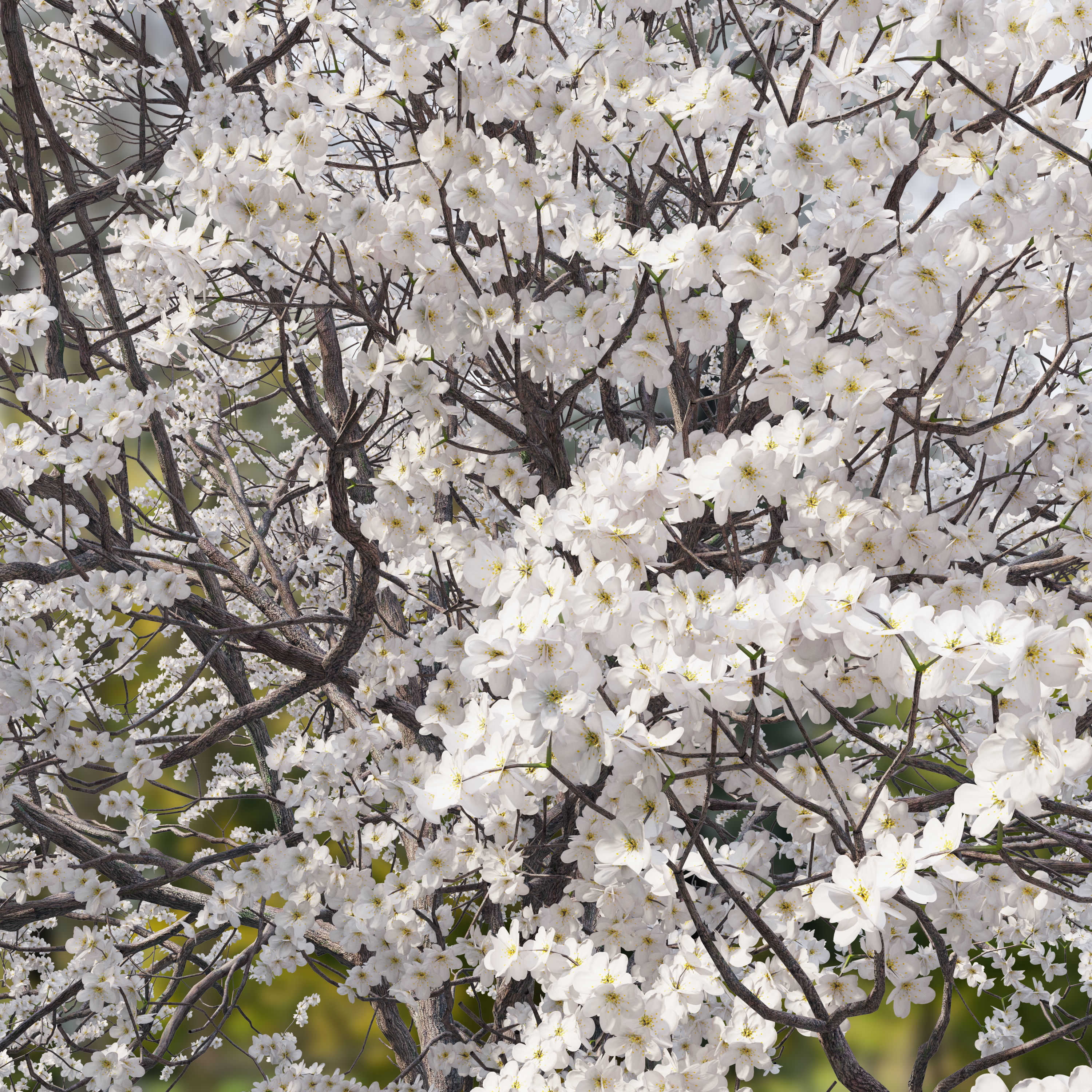 Prunus serotina 3D model_1