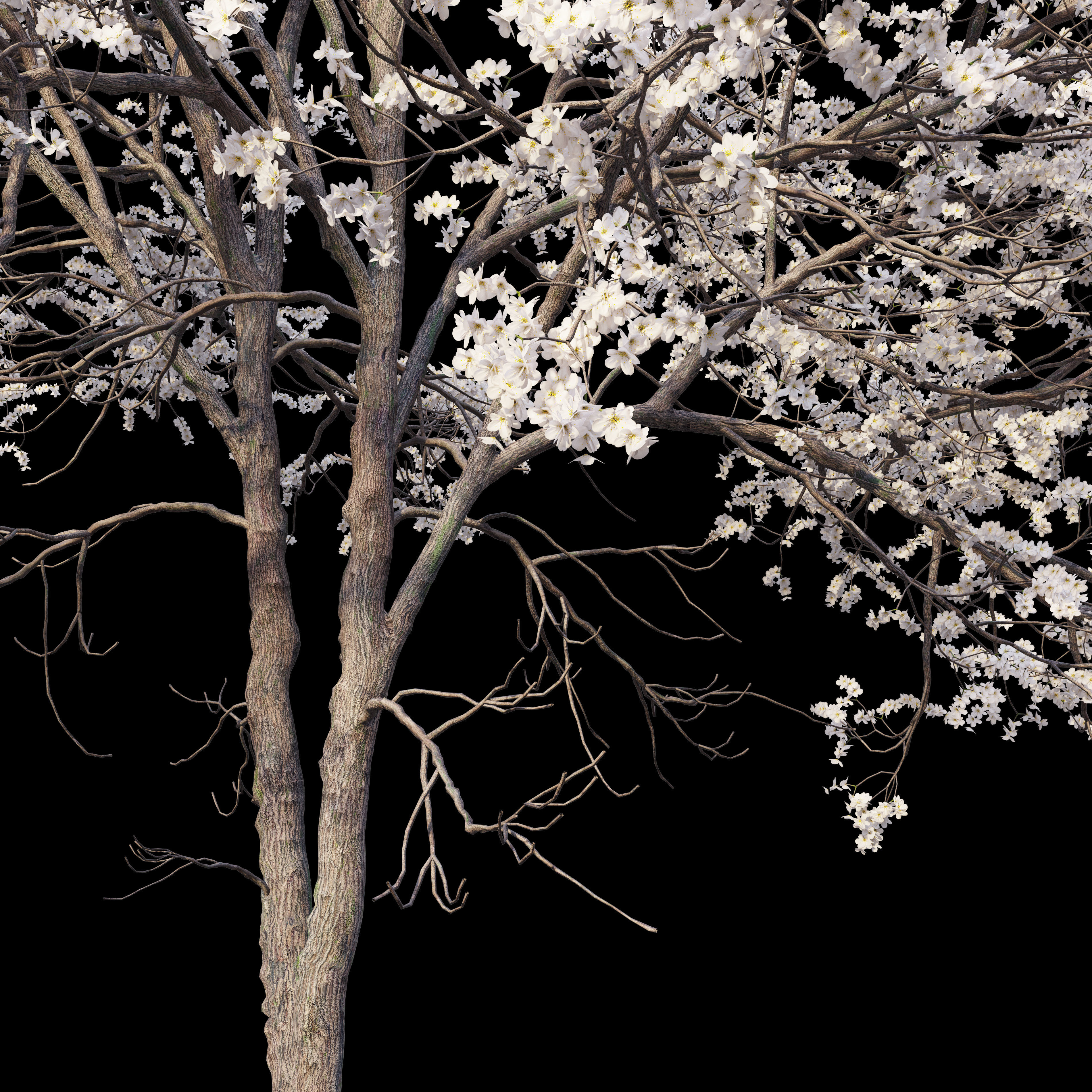 Prunus serotina 3D model_2