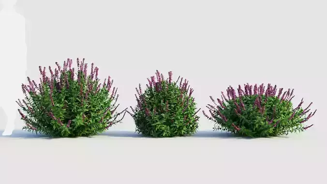 Salvia leucantha c 3D model