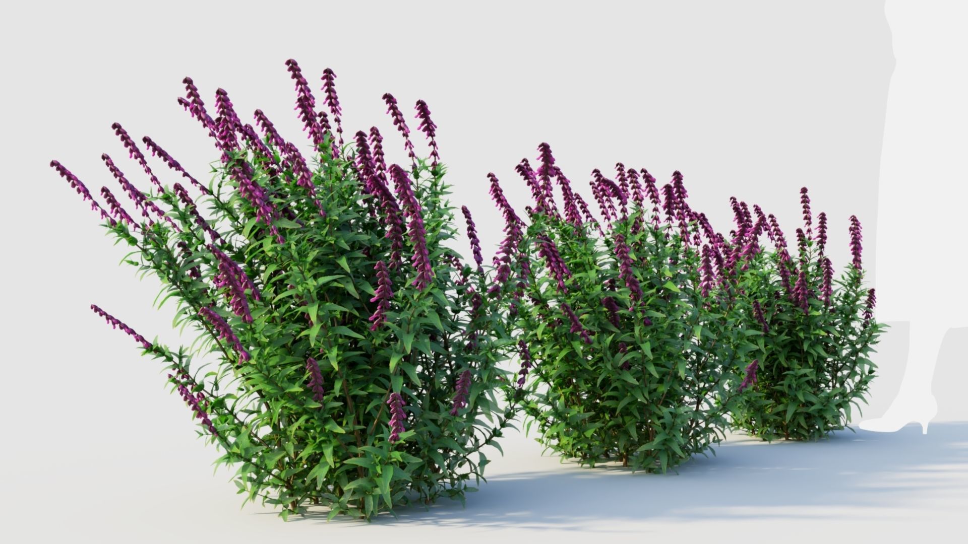 Salvia leucantha d 3D model_4