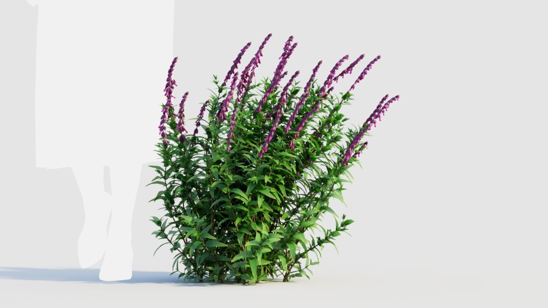 Salvia leucantha d 3D model_5