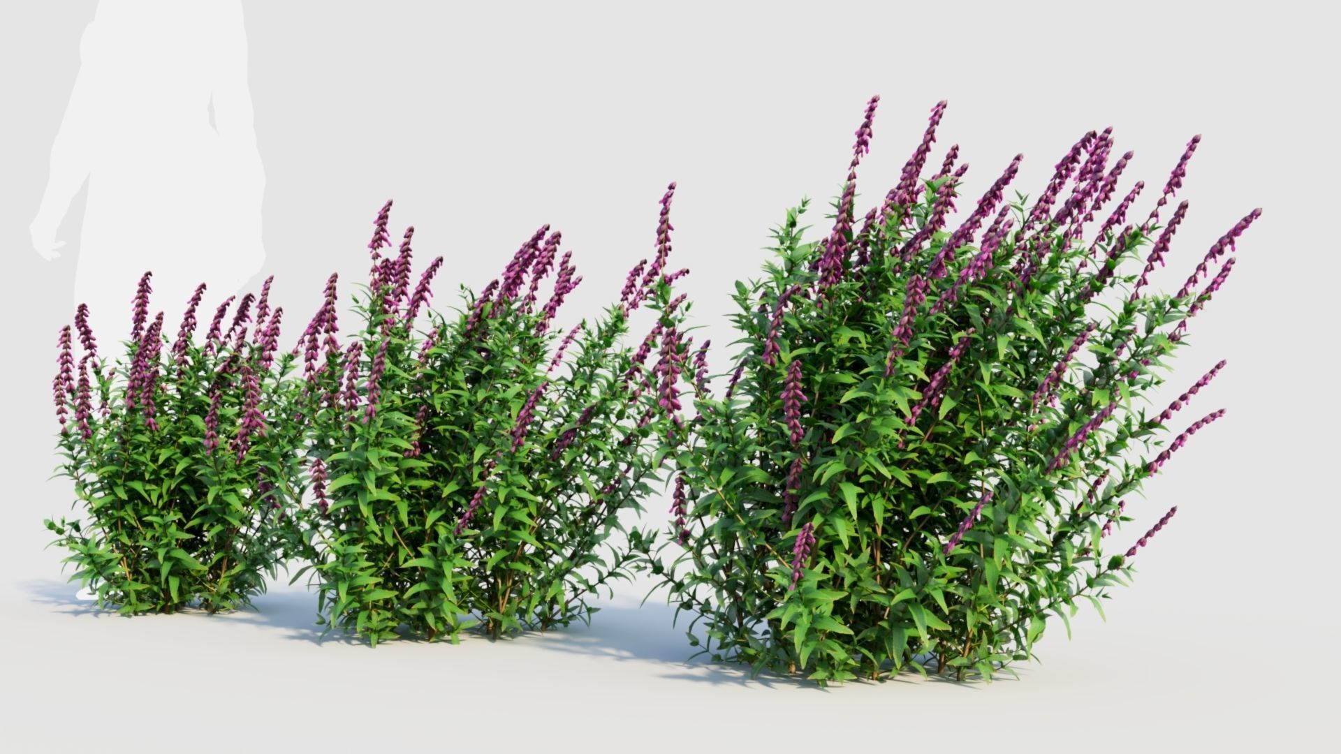Salvia leucantha d 3D model_1