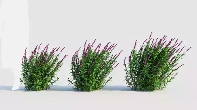 Salvia leucantha d 3D model