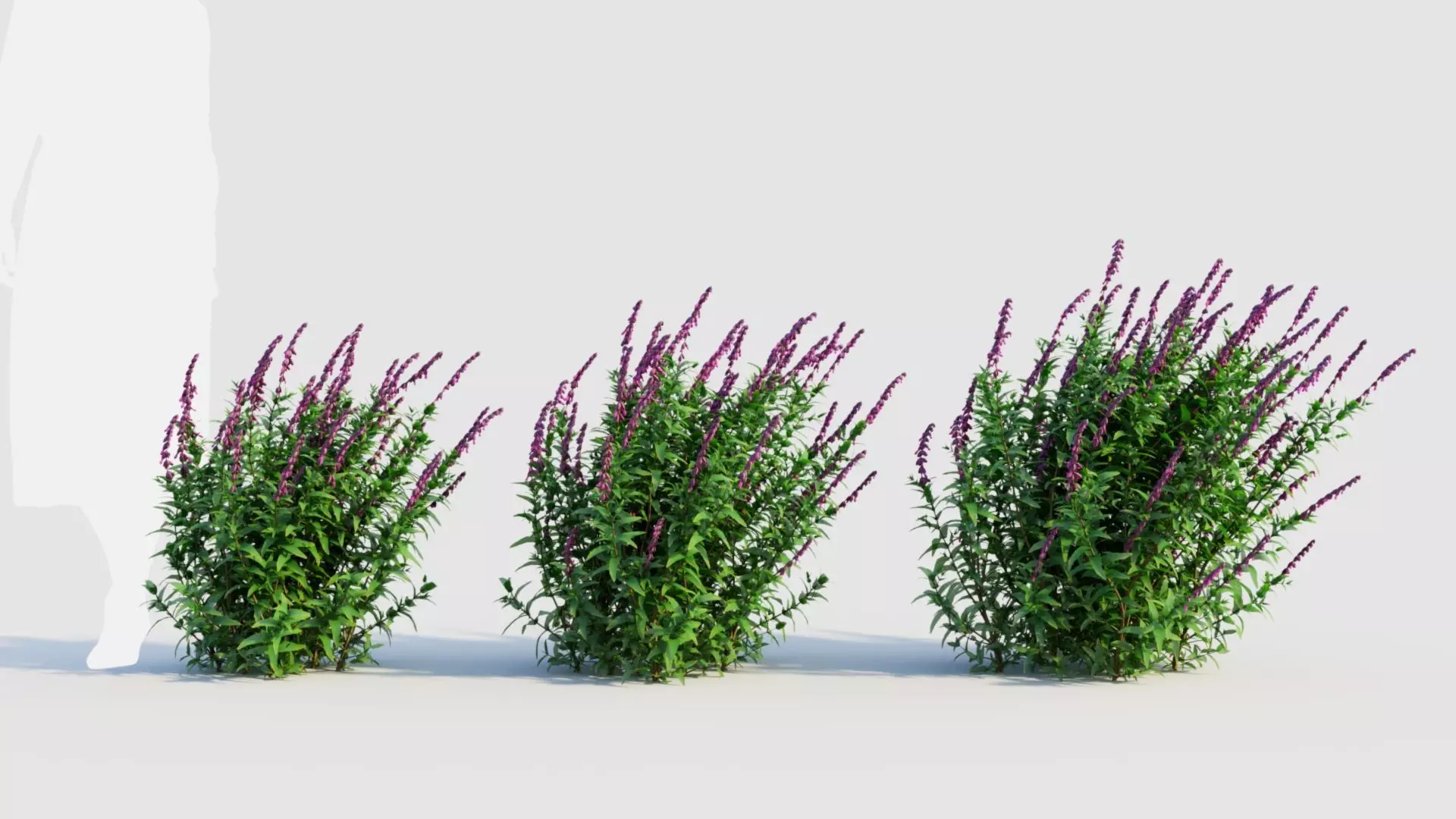 Salvia leucantha d 3D model_0
