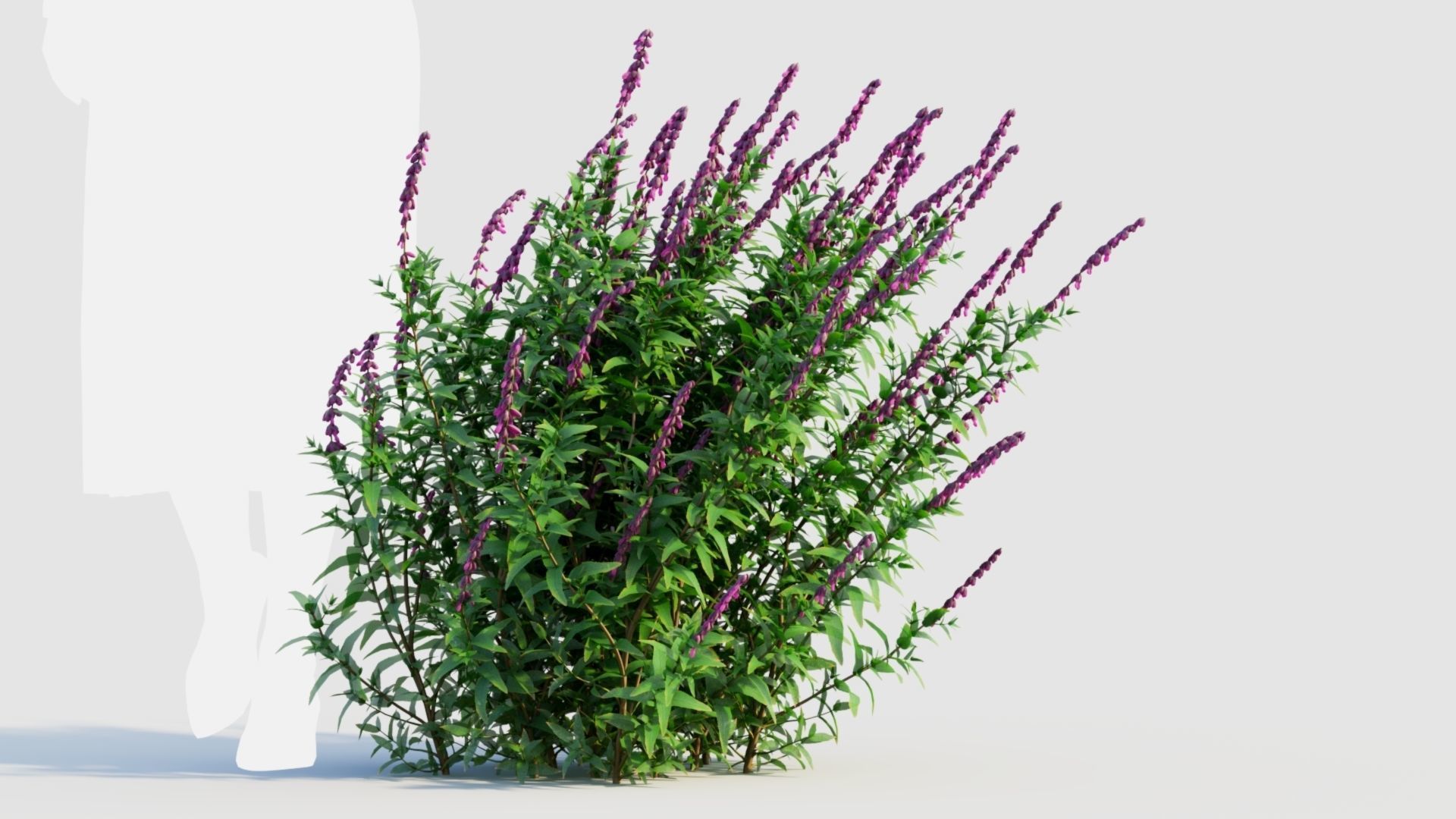 Salvia leucantha d 3D model_7