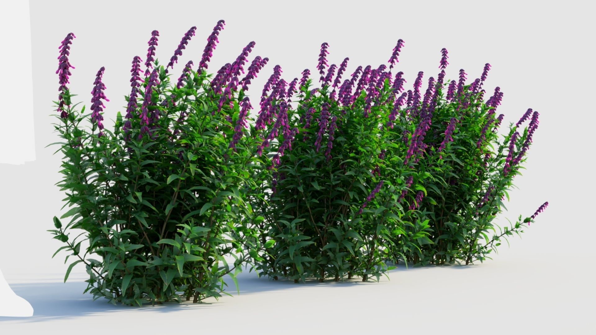 Salvia leucantha d 3D model_3