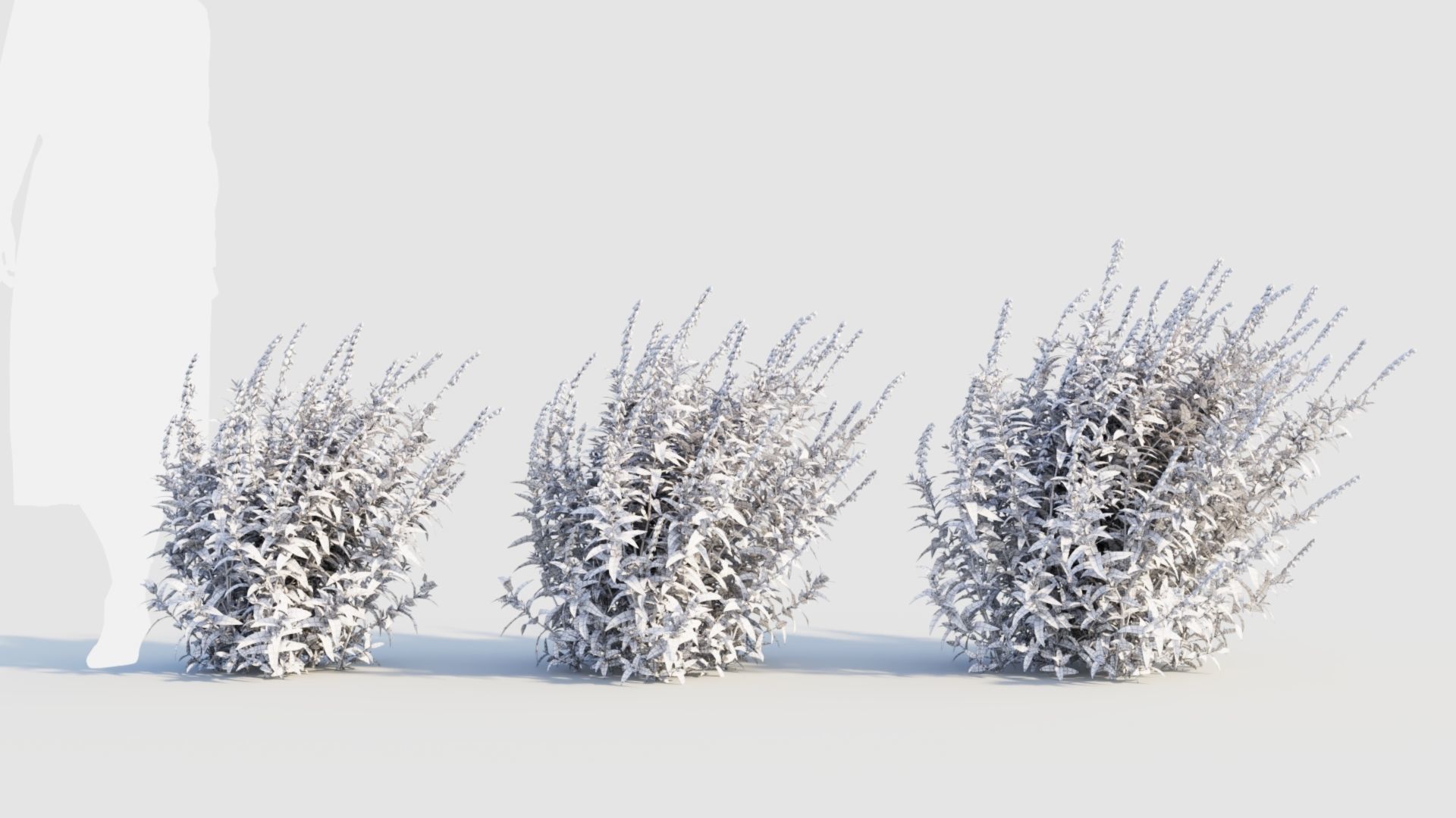 Salvia leucantha d 3D model_8