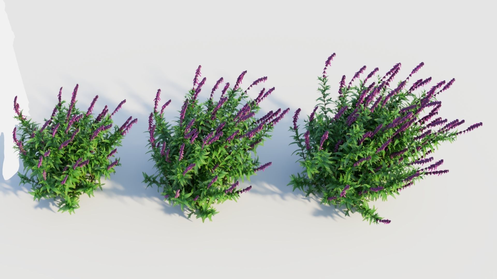 Salvia leucantha d 3D model_2