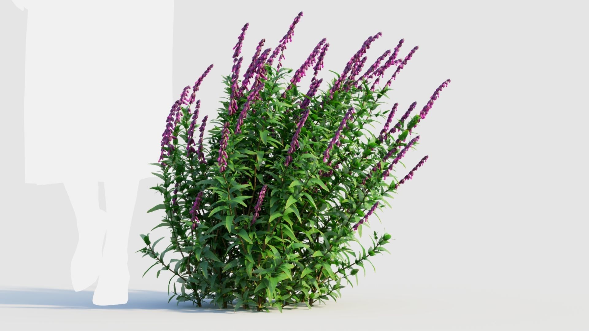 Salvia leucantha d 3D model_6