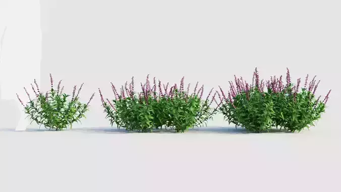 Salvia leucantha e 3D model