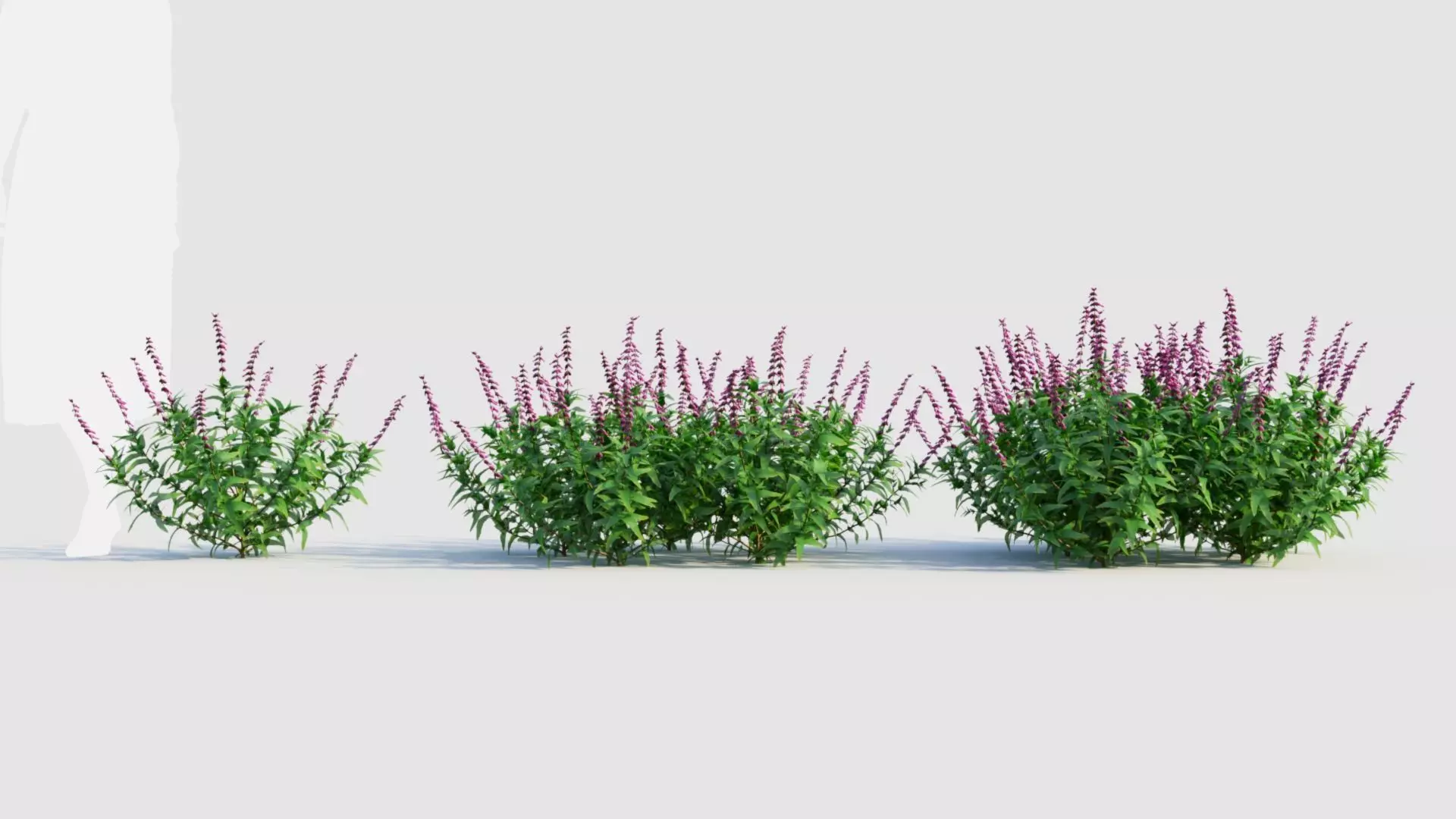 Salvia leucantha e 3D model_0
