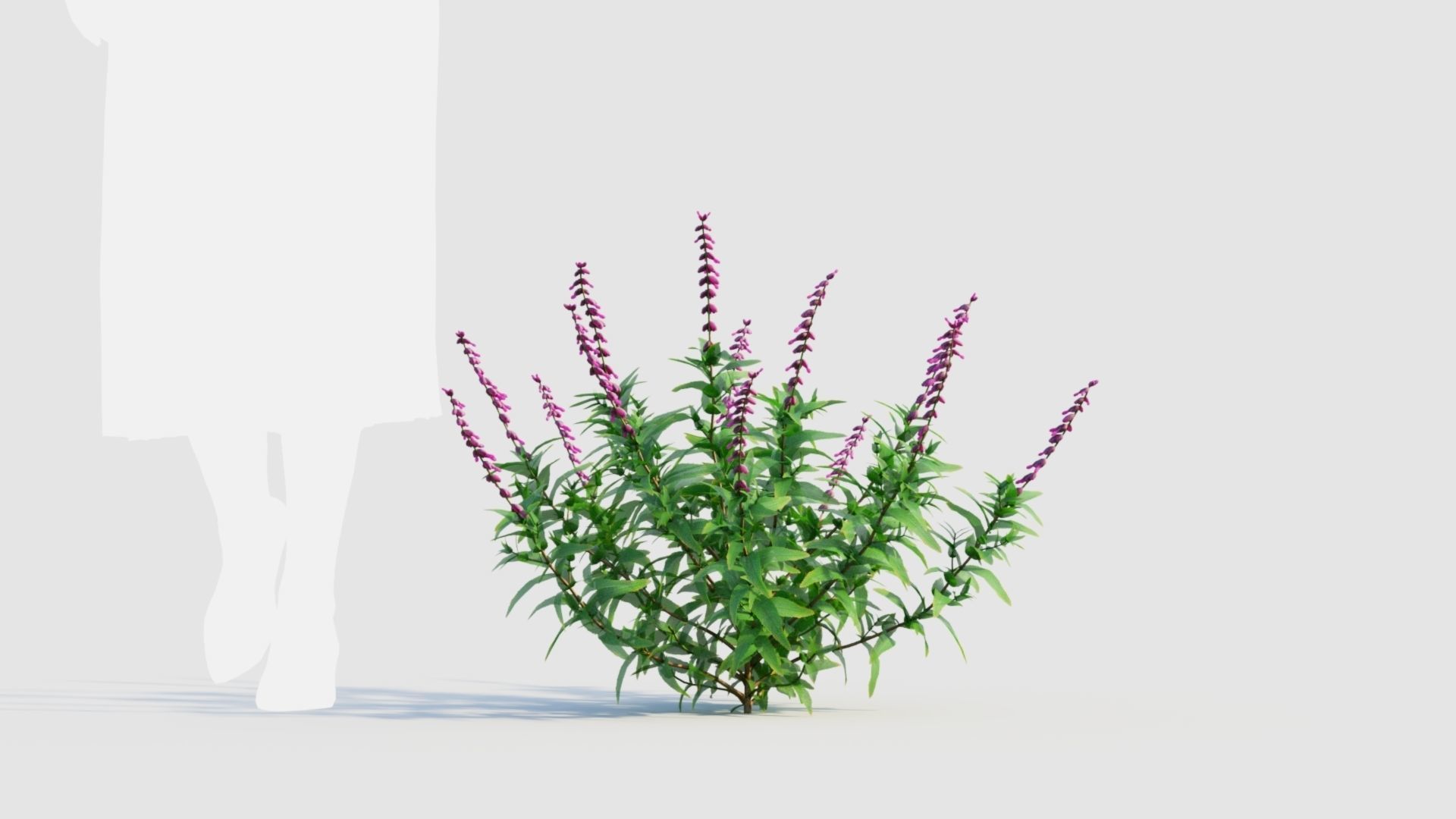 Salvia leucantha e 3D model_5