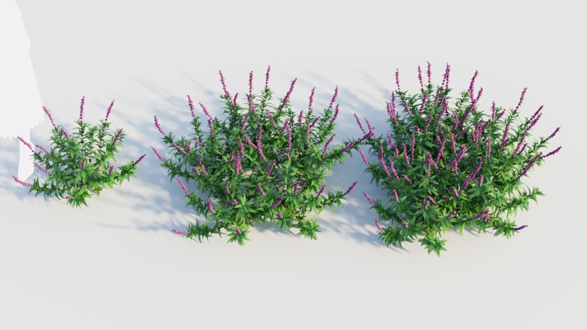 Salvia leucantha e 3D model_2