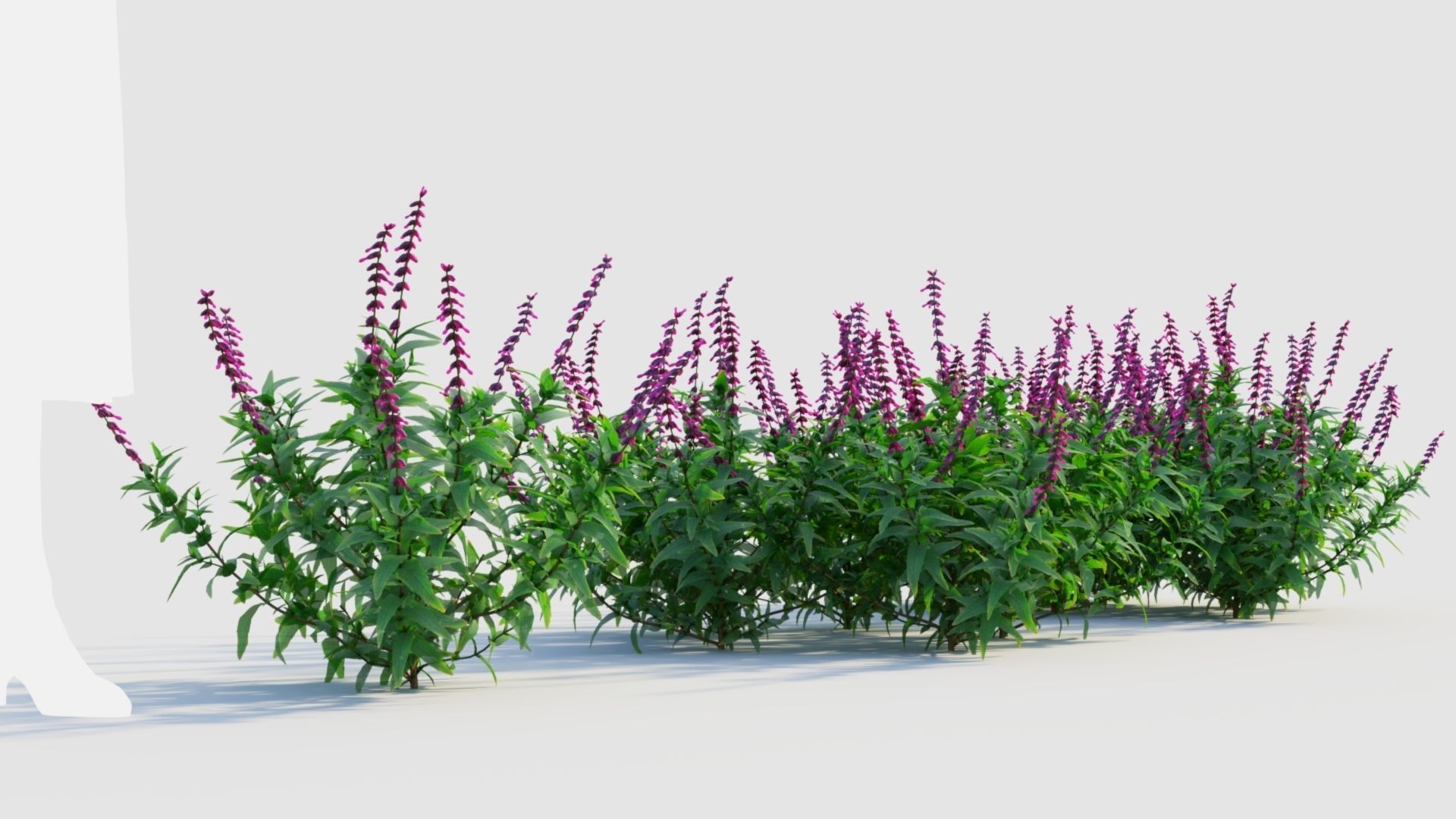 Salvia leucantha e 3D model_3
