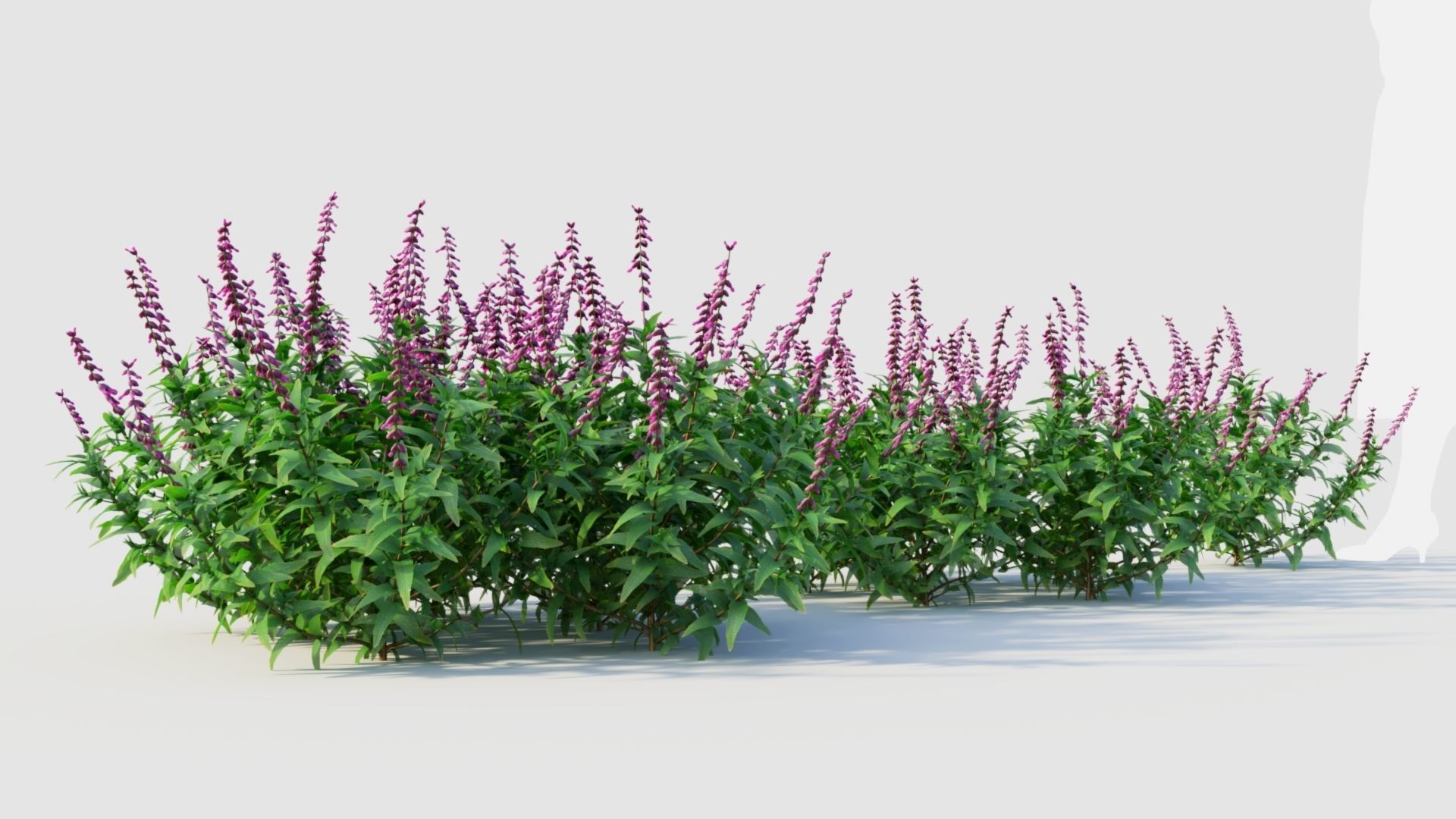 Salvia leucantha e 3D model_4