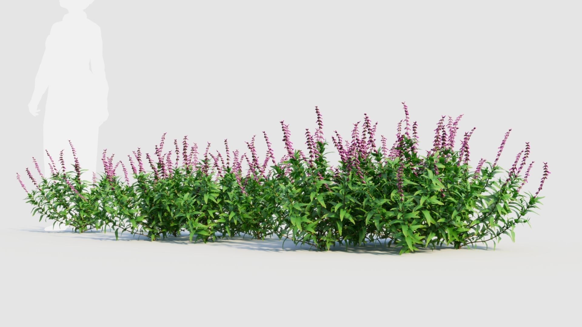 Salvia leucantha e 3D model_1