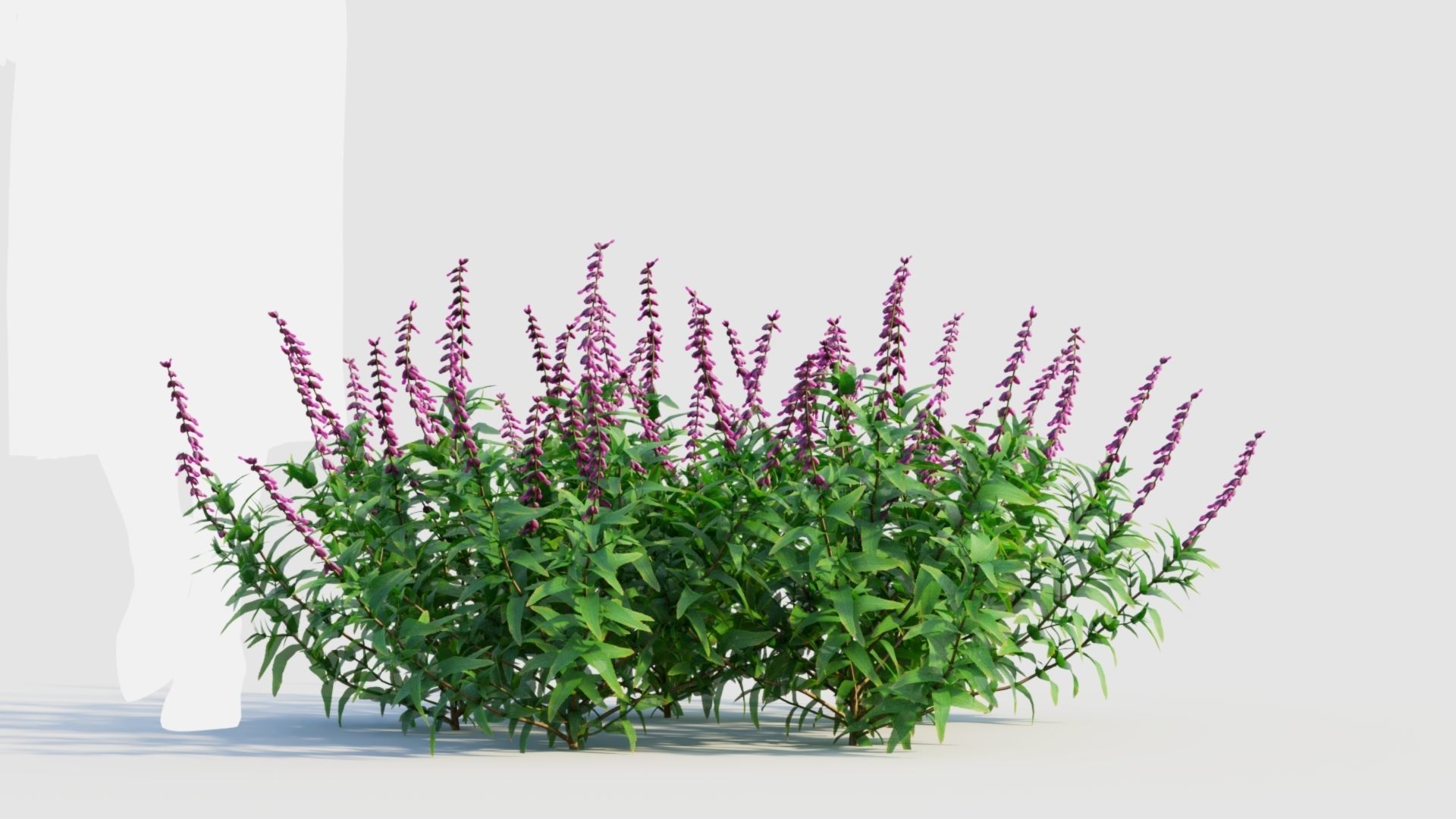 Salvia leucantha e 3D model_6